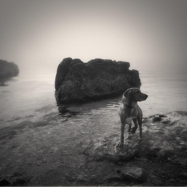 狗,水……摄影:Denis Grzetic