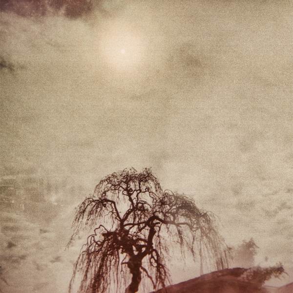 摄影:斯图尔特·卡罗尔的ki树