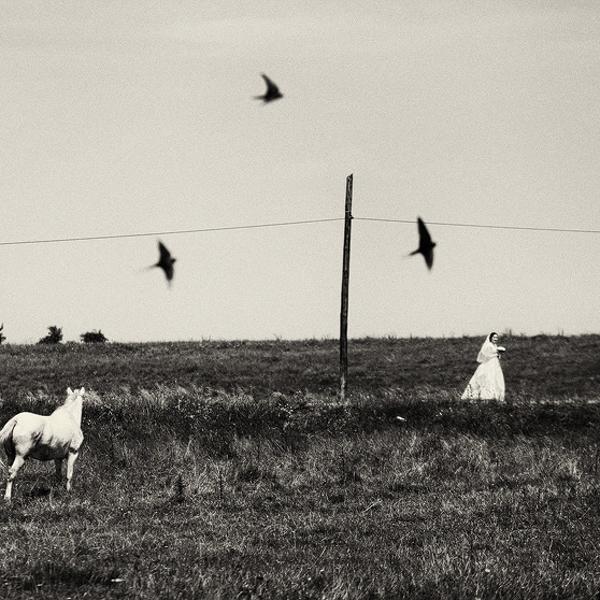 由安德烈·巴丘在数码摄影中的黑白抒情作品(鸟类三角)