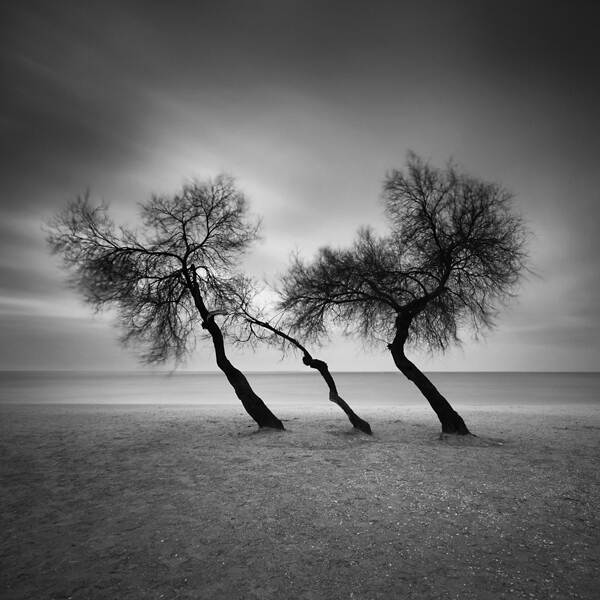 三棵树由Yalçın Varnalı摄影数字