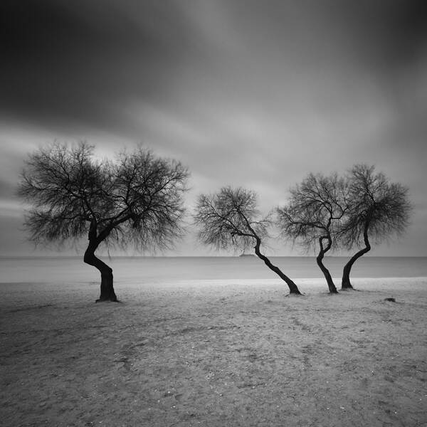 四棵树由Yalçın Varnalı摄影数字