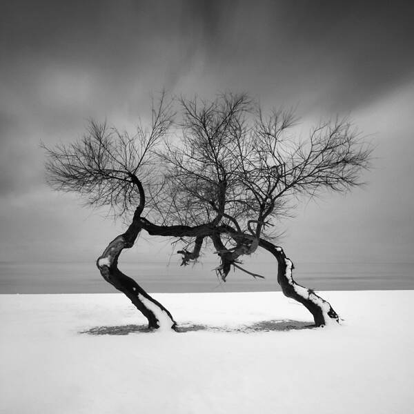 两棵树(摔跤手)由Yalçın Varnalı摄影数字