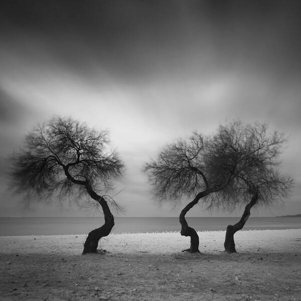 三棵树和一群海鸥，由Yalçın Varnalı摄影数字