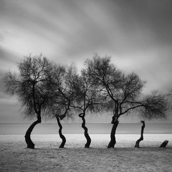 四棵树和两根原木由Yalçın Varnalı摄影数字