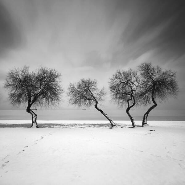 四棵树(Revisited - Snow)由Yalçın Varnalı在摄影数字