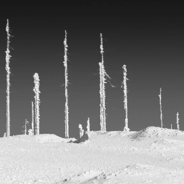 由Bernd Walz在摄影数码的霜树骷髅