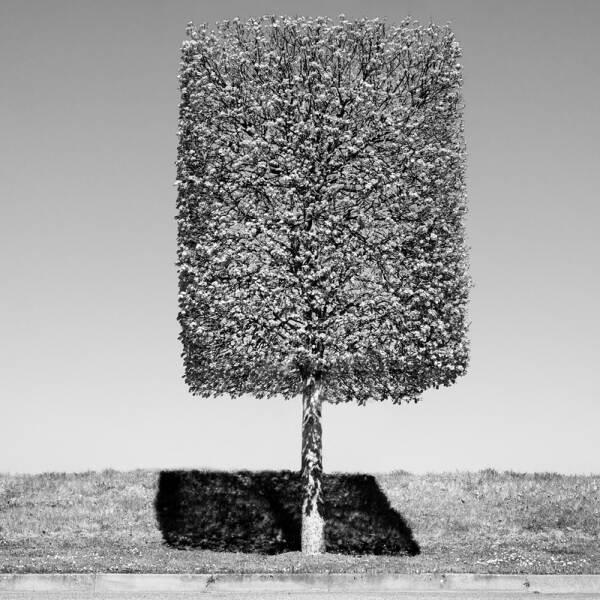 修剪的树由Bernd Walz在摄影数字