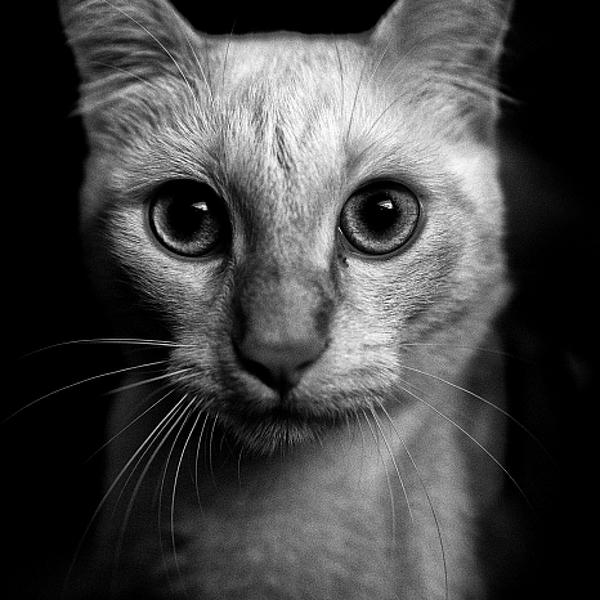 数码摄影Marco Virgone的猫
