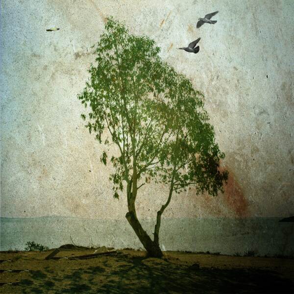 摄影蒙太奇的树木和鸟类