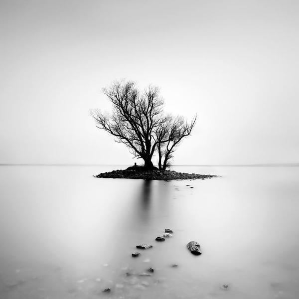 奥地利康斯坦斯湖1号岛上的树，Thomas Bichler摄影数码