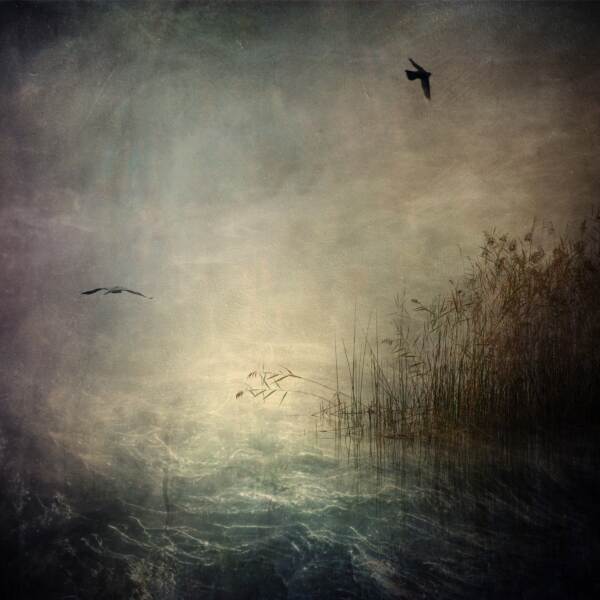 湖之鸟(#2)由碧姬·蒙乔在摄影蒙太奇，修饰