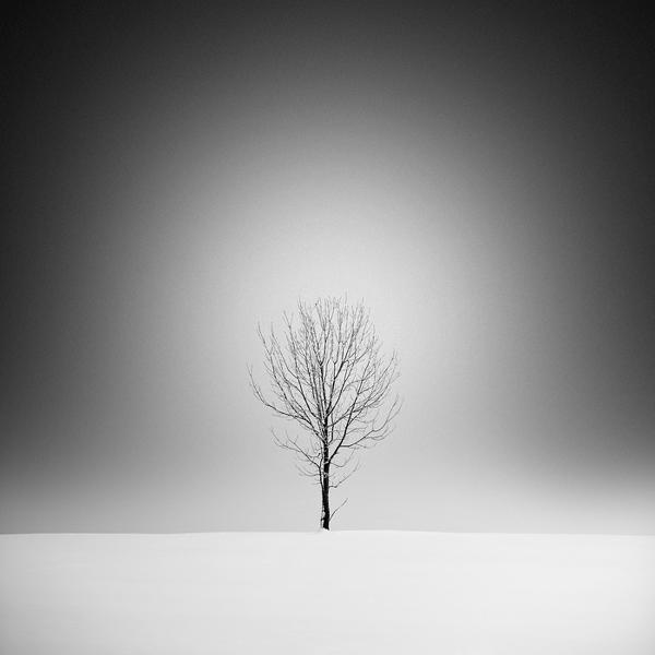 失落的树由Maximilian+christian Baeuchle摄影数码