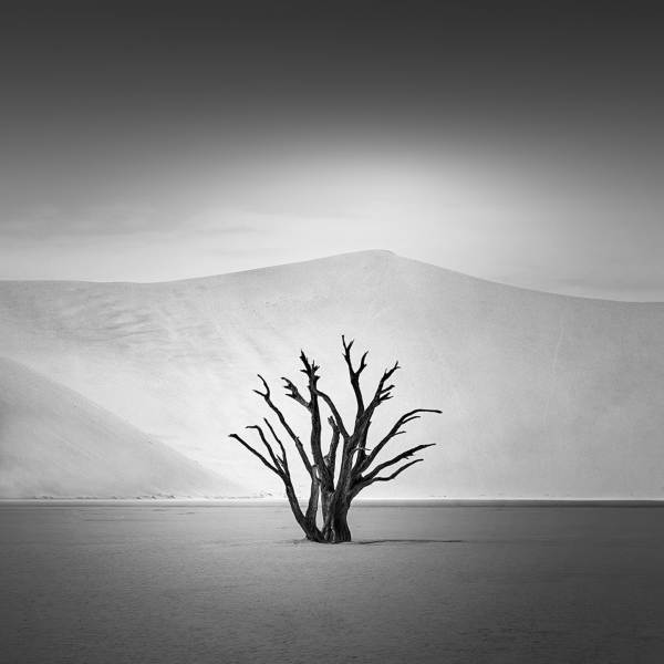 Nina Papiorek在数码摄影的《死树》
