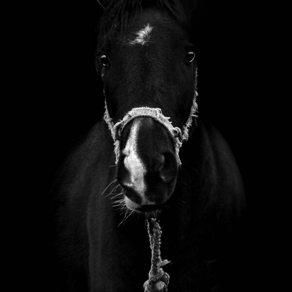 毛毛的马，由Oleg Bolotnikov在摄影数码