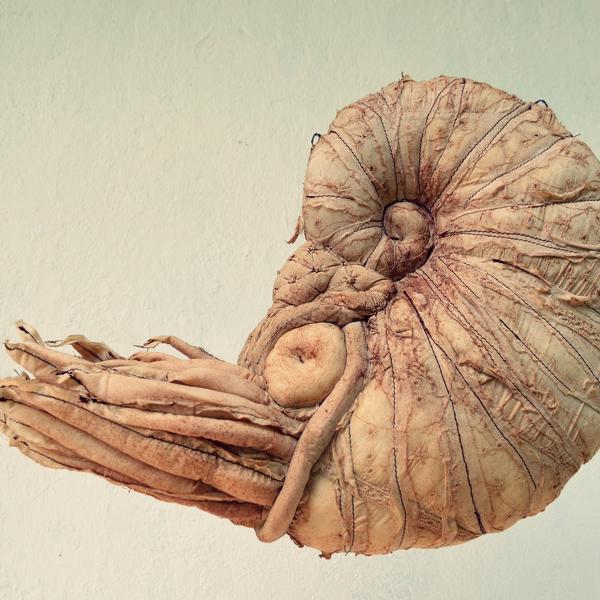 雕塑作品中的鹦鹉螺，由特奥多拉·萨宾斯卡创作