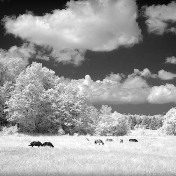 森林草地上的马由约翰内格尔彼得森在摄影数字
