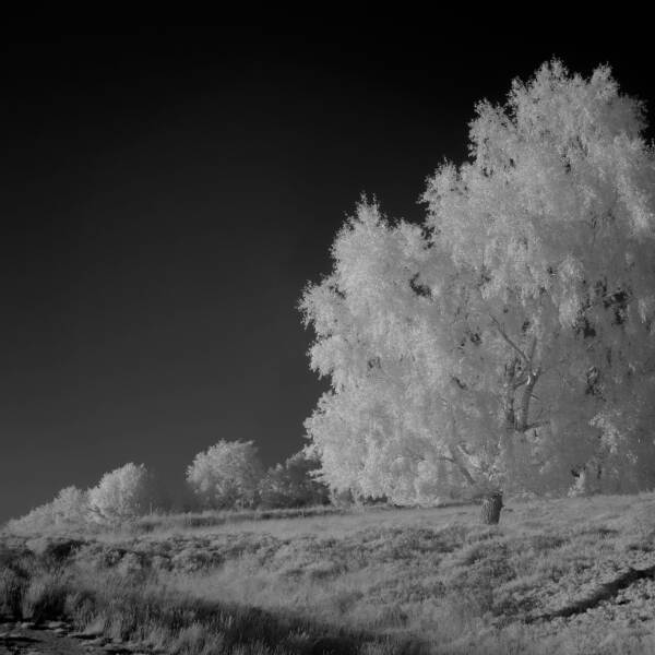 在低光下的树，约翰内格尔彼得森在摄影数字