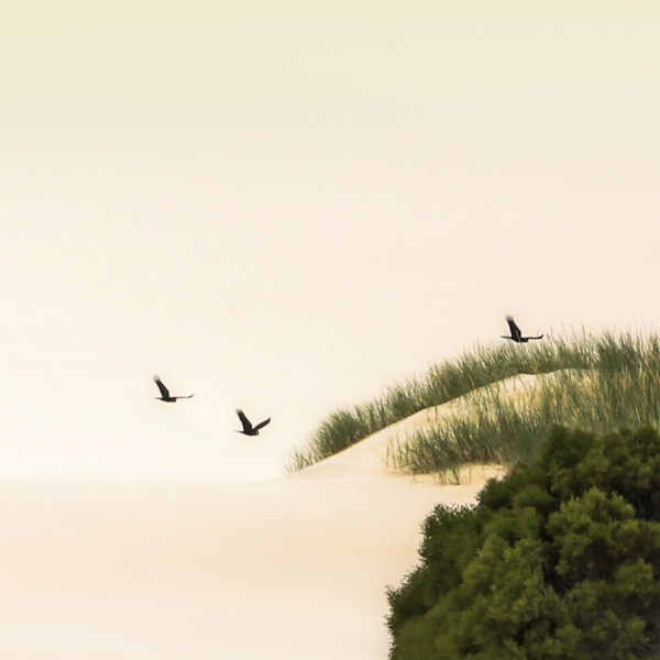 三个黑色cockatoos ... by angelika vogel in Photography Digital