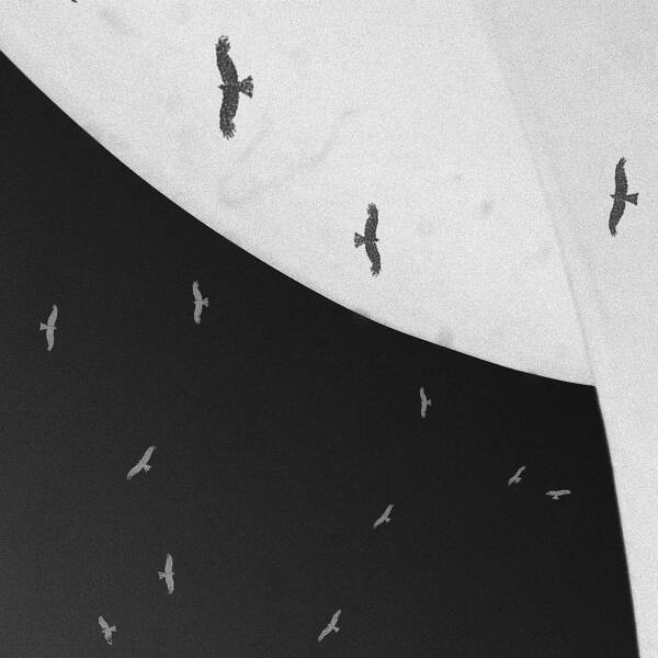 摄影数码公司Laure的Les oiseaux